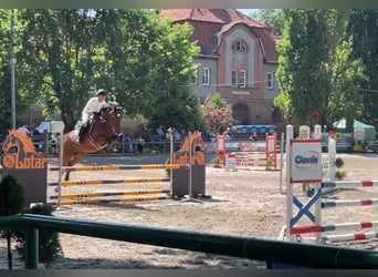 Polish Warmblood, Mare, 12 years, 16 hh, Brown