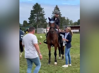 Polish Warmblood, Mare, 12 years, 16 hh, Brown