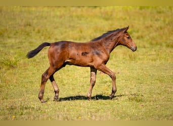 Polish Warmblood, Mare, 14 years, 16,1 hh, Chestnut-Red