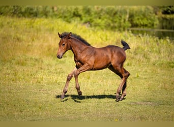 Polish Warmblood, Mare, 14 years, 16,1 hh, Chestnut-Red