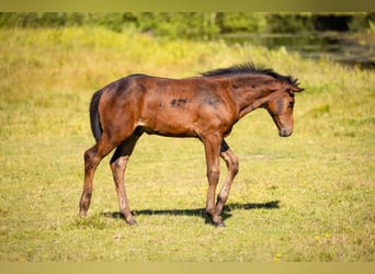 Polish Warmblood, Mare, 14 years, 16,1 hh, Chestnut-Red