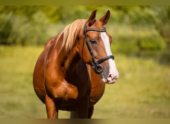 Polish Warmblood, Mare, 14 years, 16,1 hh, Chestnut-Red