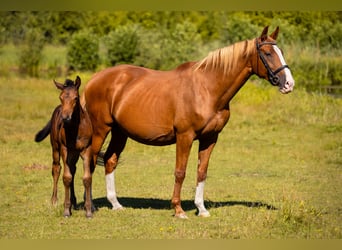 Polish Warmblood, Mare, 14 years, 16,1 hh, Chestnut-Red