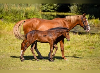 Polish Warmblood, Mare, 14 years, 16,1 hh, Chestnut-Red