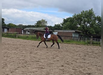 Polish Warmblood, Mare, 15 years, 16 hh, Brown