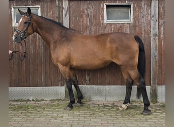 Polish Warmblood, Mare, 15 years, 16 hh, Brown