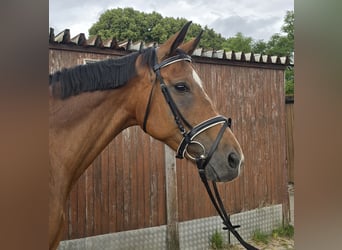 Polish Warmblood, Mare, 15 years, 16 hh, Brown