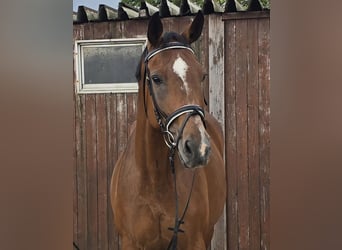 Polish Warmblood, Mare, 15 years, 16 hh, Brown