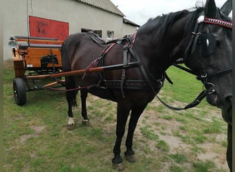 Polish Warmblood, Mare, 16 years, 16 hh, Brown