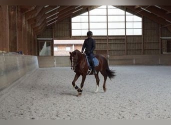 Polish Warmblood, Mare, 16 years, 16 hh, Chestnut-Red