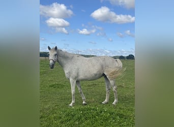 Polish Warmblood, Mare, 17 years, 16,1 hh, Gray