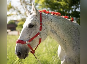 Polish Warmblood, Mare, 17 years, 16,1 hh, Grey-Fleabitten