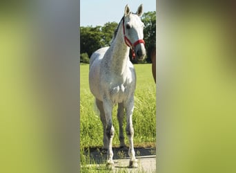 Polish Warmblood, Mare, 17 years, 16,1 hh, Grey-Fleabitten