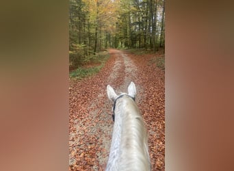 Polish Warmblood, Mare, 17 years, 16,1 hh, Grey-Fleabitten