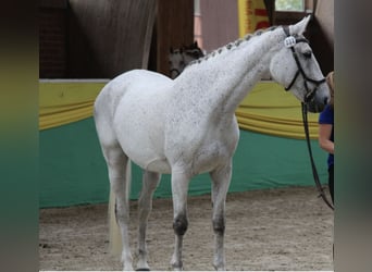Polish Warmblood, Mare, 17 years, 16,1 hh, Grey-Fleabitten