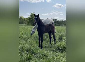 Polish Warmblood, Mare, 18 years, 16,1 hh, Gray