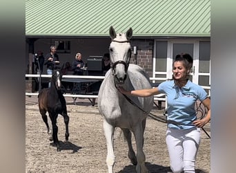 Polish Warmblood, Mare, 18 years, 16,1 hh, Gray