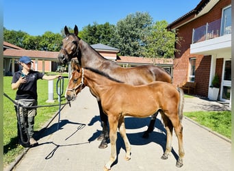 Polish Warmblood, Mare, 18 years, 16.2 hh, Brown