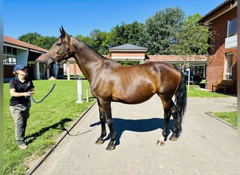 Polish Warmblood, Mare, 18 years, 16.2 hh, Brown