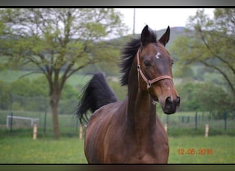 Polish Warmblood Mix, Mare, 18 years, 16 hh, Brown