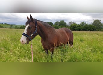 Polish Warmblood, Mare, 19 years, 15,1 hh, Brown