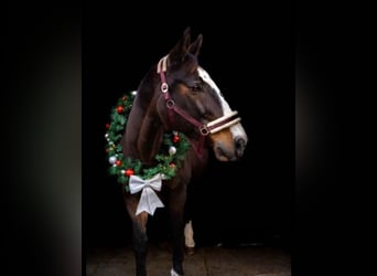 Polish Warmblood, Mare, 19 years, 16,2 hh, Bay-Dark