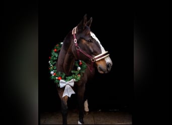 Polish Warmblood, Mare, 19 years, 16,2 hh, Bay-Dark