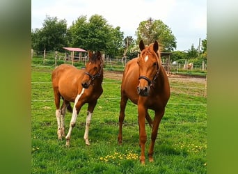 Polish Warmblood Mix, Mare, 1 year, 15,1 hh, Pinto