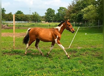Polish Warmblood Mix, Mare, 1 year, 15,1 hh, Pinto