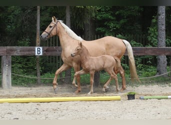 Polish Warmblood, Mare, 1 year, 16,1 hh, Palomino