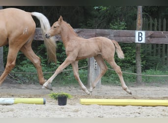 Polish Warmblood, Mare, 1 year, 16,1 hh, Palomino