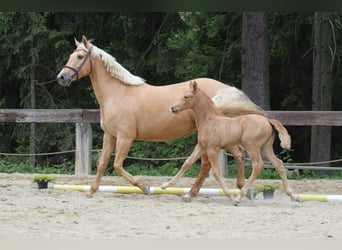 Polish Warmblood, Mare, 1 year, 16,1 hh, Palomino