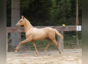 Polish Warmblood, Mare, 1 year, 16,1 hh, Palomino