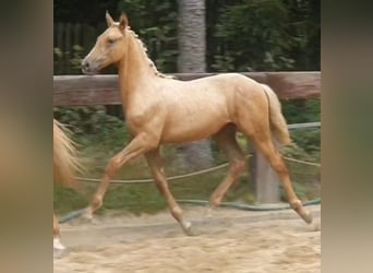 Polish Warmblood, Mare, 1 year, 16,1 hh, Palomino