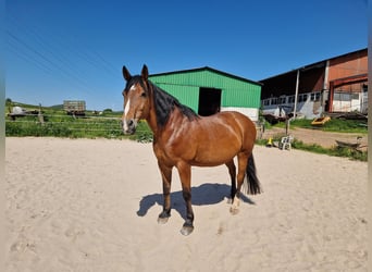 Polish Warmblood, Mare, 21 years, 15,3 hh, Brown