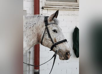 Polish Warmblood Mix, Mare, 21 years, 16 hh, Pinto