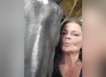 Polish Warmblood, Mare, 2 years, 16 hh, Black