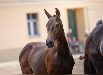 Polish Warmblood, Mare, 2 years, 16,2 hh, Buckskin