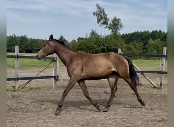 Polish Warmblood, Mare, 2 years, 16,2 hh, Buckskin