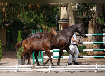 Polish Warmblood, Mare, 2 years, 16,2 hh, Buckskin