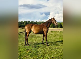 Polish Warmblood, Mare, 2 years, 16,2 hh, Buckskin