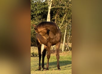 Polish Warmblood, Mare, 2 years, 16,2 hh, Buckskin