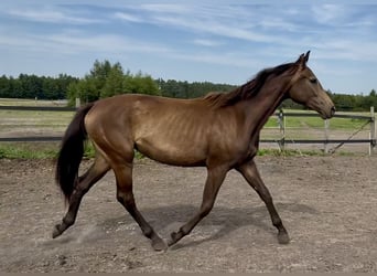 Polish Warmblood, Mare, 2 years, 16,2 hh, Buckskin