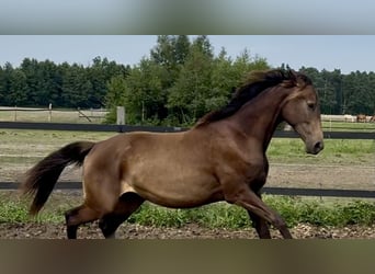 Polish Warmblood, Mare, 2 years, 16,2 hh, Buckskin