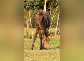 Polish Warmblood, Mare, 2 years, 16,2 hh, Buckskin