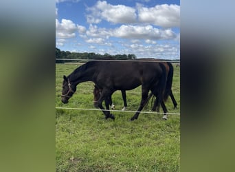 Polnisches Warmblut, Stute, 3 Jahre, 16 hh, Dunkelbrauner