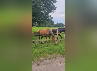 Polish Warmblood, Mare, 3 years, 16 hh, Chestnut-Red