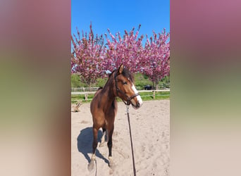 Polish Warmblood Mix, Mare, 4 years, 15,1 hh, Brown