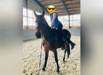 Polish Warmblood, Mare, 4 years, 16,1 hh, Bay-Dark