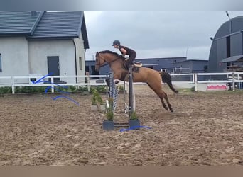 Polish Warmblood, Mare, 4 years, 16,1 hh, Brown-Light